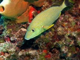 Blue Striped Grunt IMG 2975